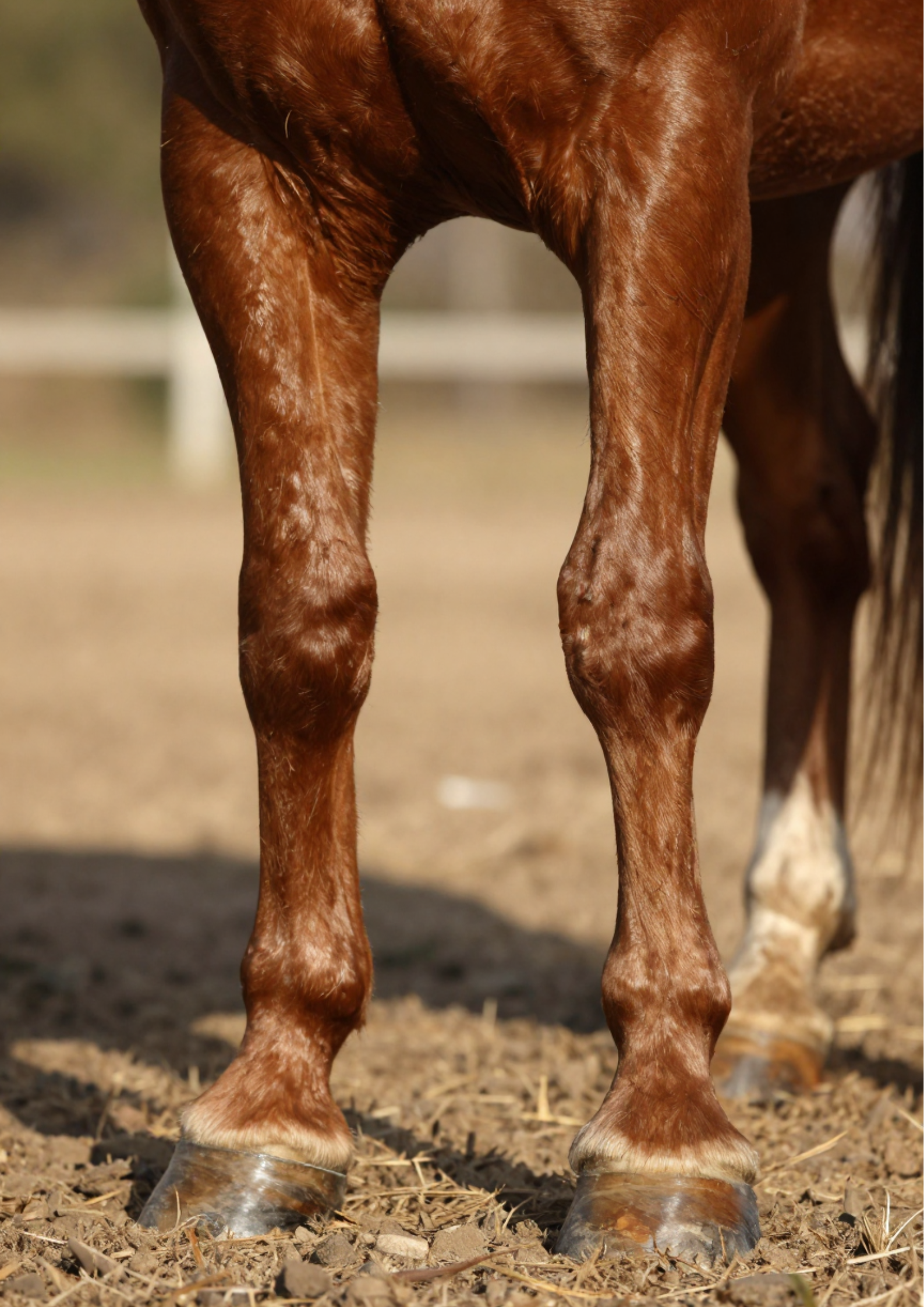 Votre cheval manque-t-il de minéraux ? Les signes à surveiller et les vérifications à effectuer