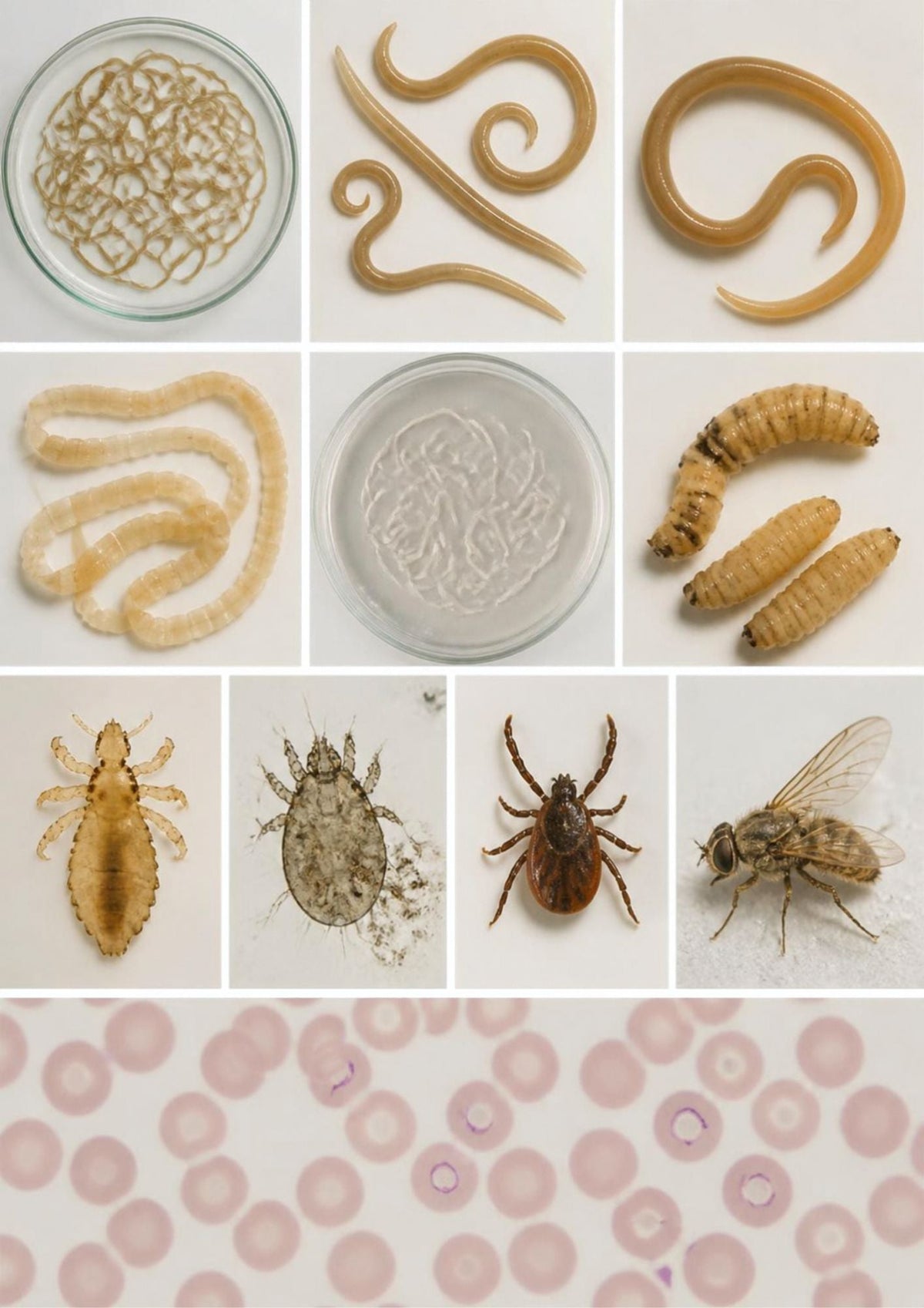 Parasites du cheval : les reconnaître et comprendre leurs conséquences