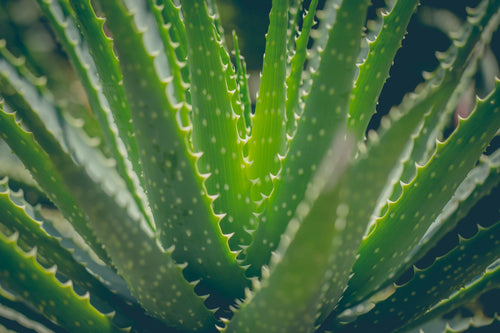 Aloe vera gel image 1