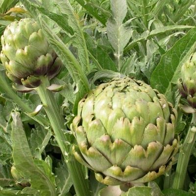 Artichaut image 1